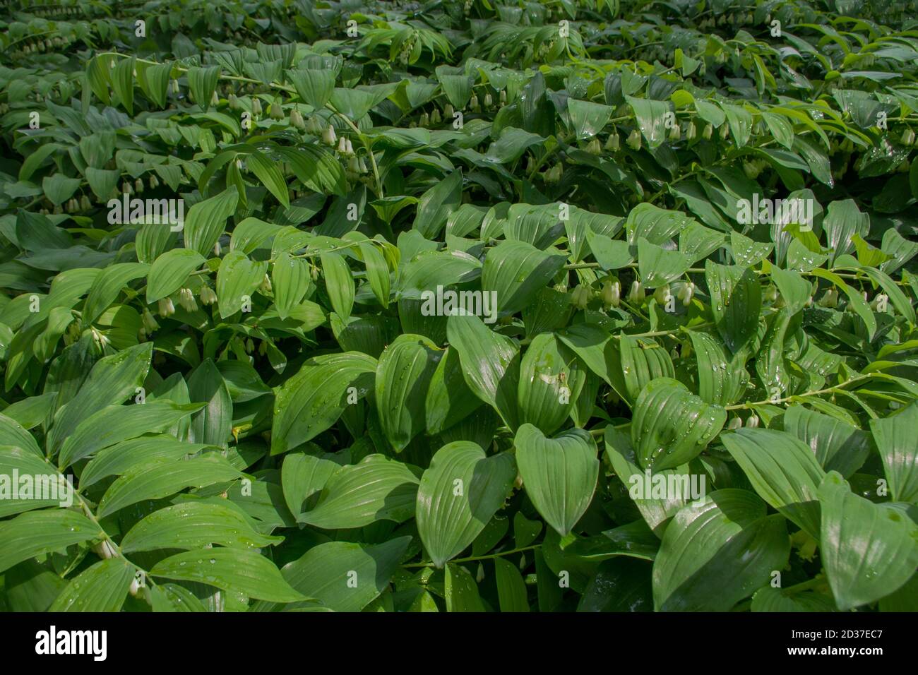 Blühende weiße Blumen überwuchert Pflanze Polygonatum oder König Solomon's-Seal Verbreitung Wie ein grüner Teppich sind ihre horizontalen Stängel mit Amygdaloid-Blättern Stockfoto
