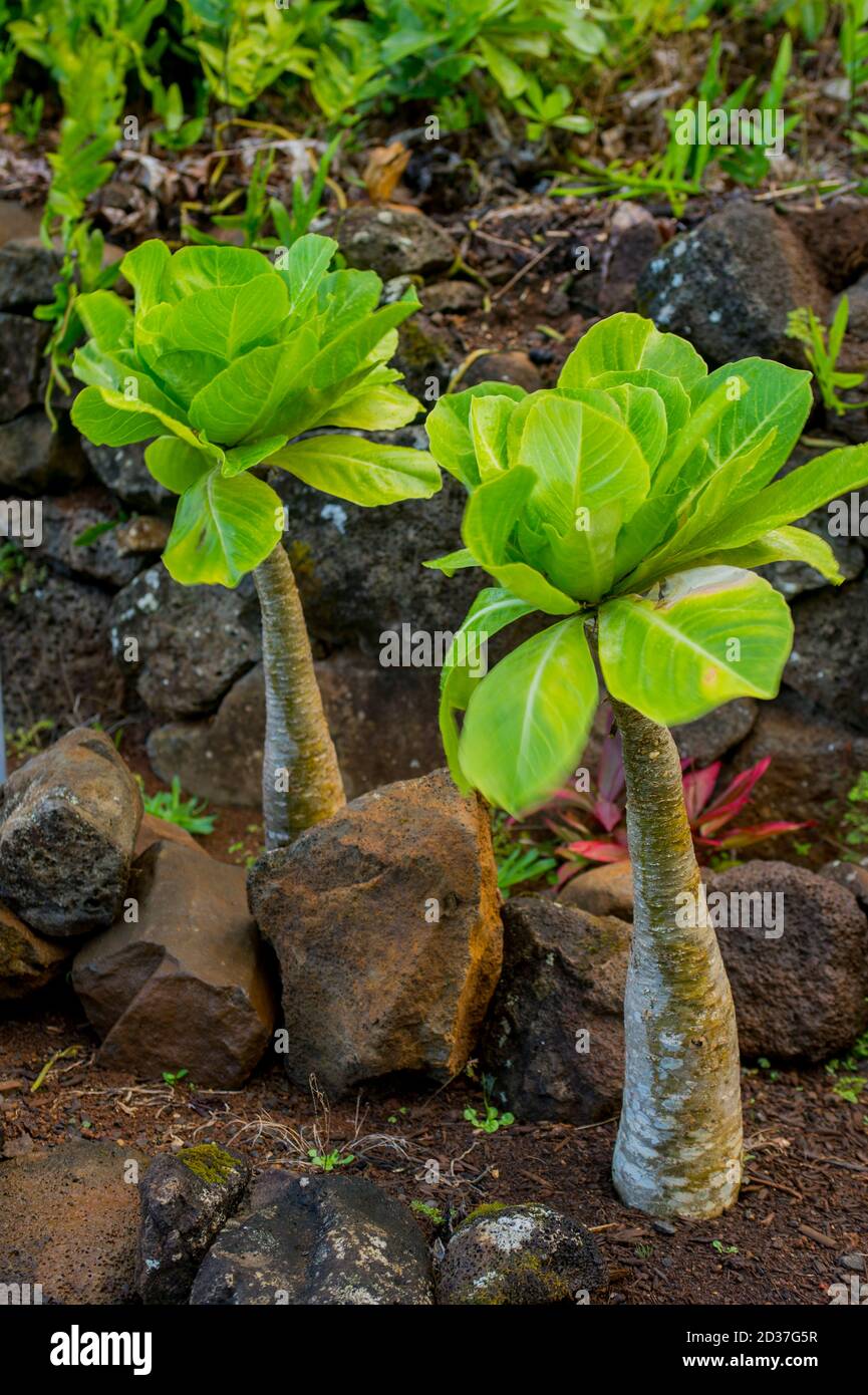 Brighamia insignis, allgemein bekannt als Olulu oder Alula auf Hawaii, oder umgangssprachlich als Kohl auf einem Stock, ist eine vom Aussterben bedrohte Art von Hawaiia Stockfoto