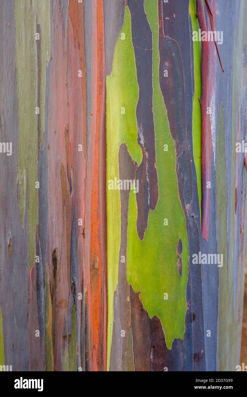 Regenbogen Eukalyptus oder Mindanao Gum Baum auf Kauai Island, Hawaii, USA. Stockfoto