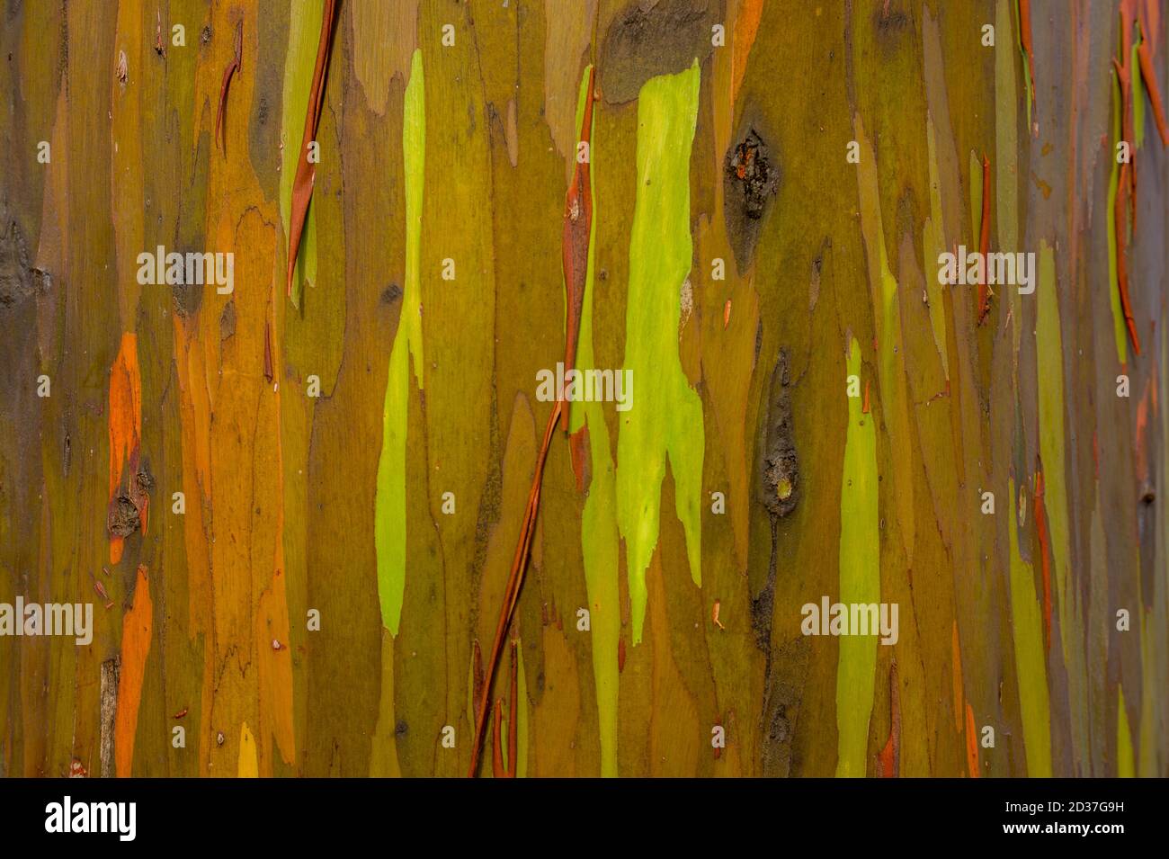 Regenbogen Eukalyptus oder Mindanao Gum Baum auf Kauai Island, Hawaii, USA. Stockfoto