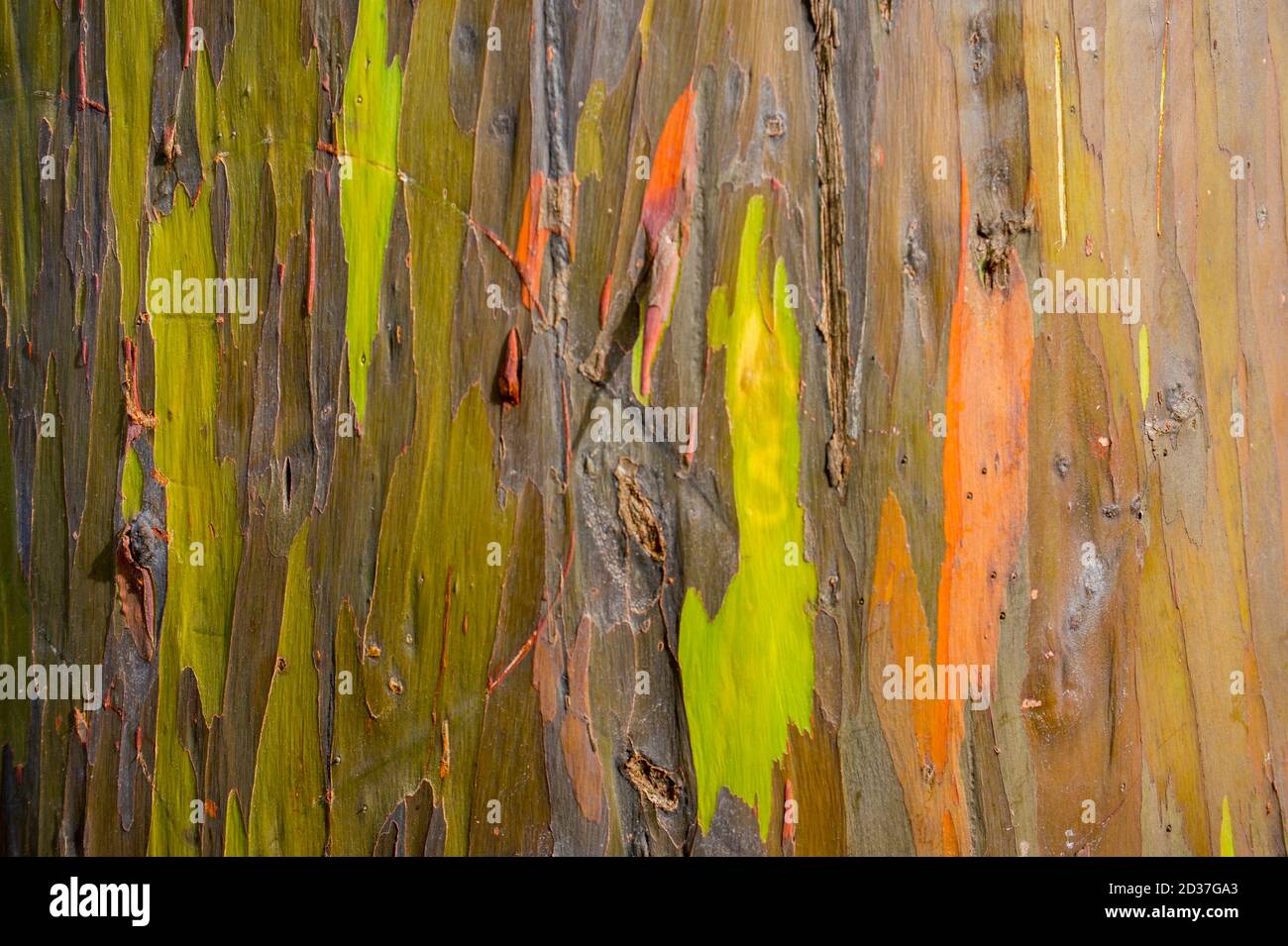 Regenbogen Eukalyptus oder Mindanao Gum Baum auf Kauai Island, Hawaii, USA. Stockfoto