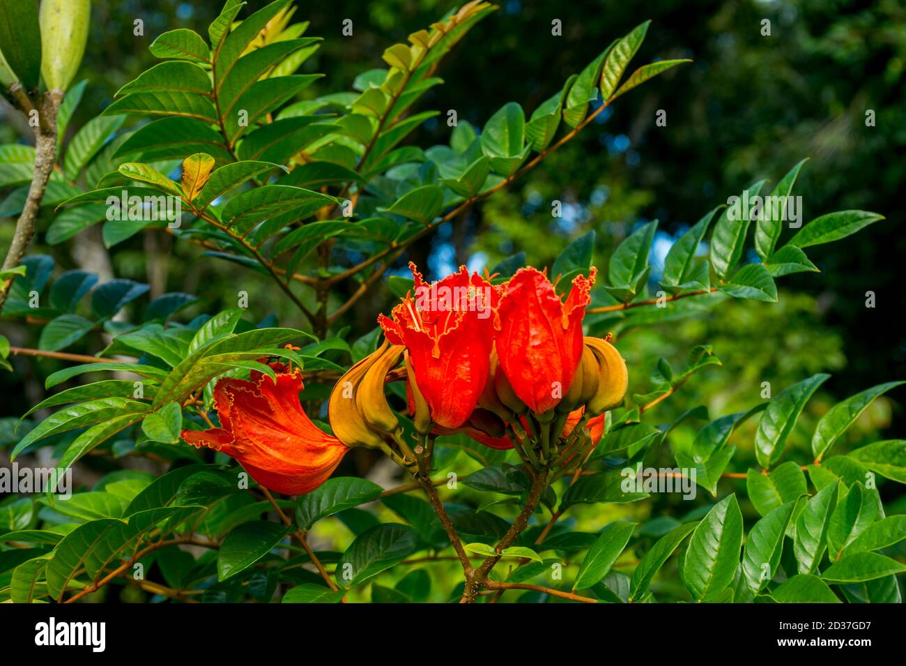 Nahaufnahme eines afrikanischen Tulpenbaums in der Nähe von Princeville auf Kauai Island, Hawaii, USA. Stockfoto