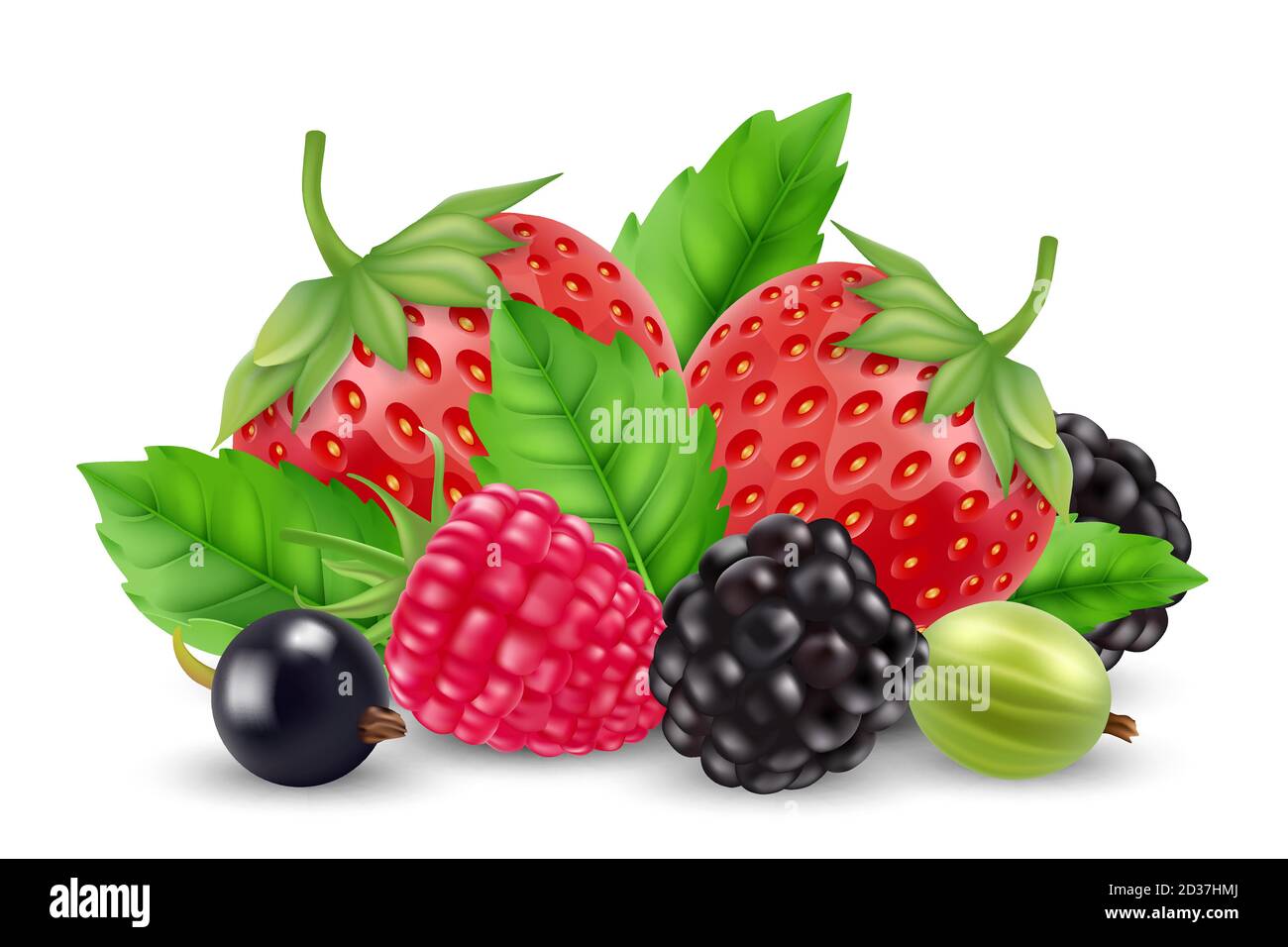 Realistische Beeren Vektor. Erdbeere, Himbeere, Gänselbeere, Brombeere isoliert auf weißem Hintergrund Stock Vektor