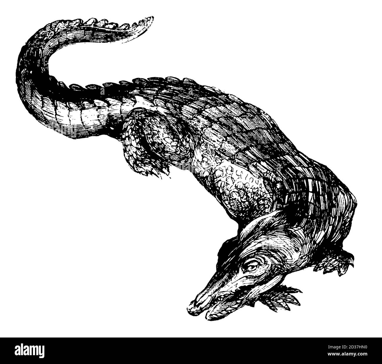 Krokodil in schwarz weiß Ausgeschnittene Stockfotos und -bilder - Alamy