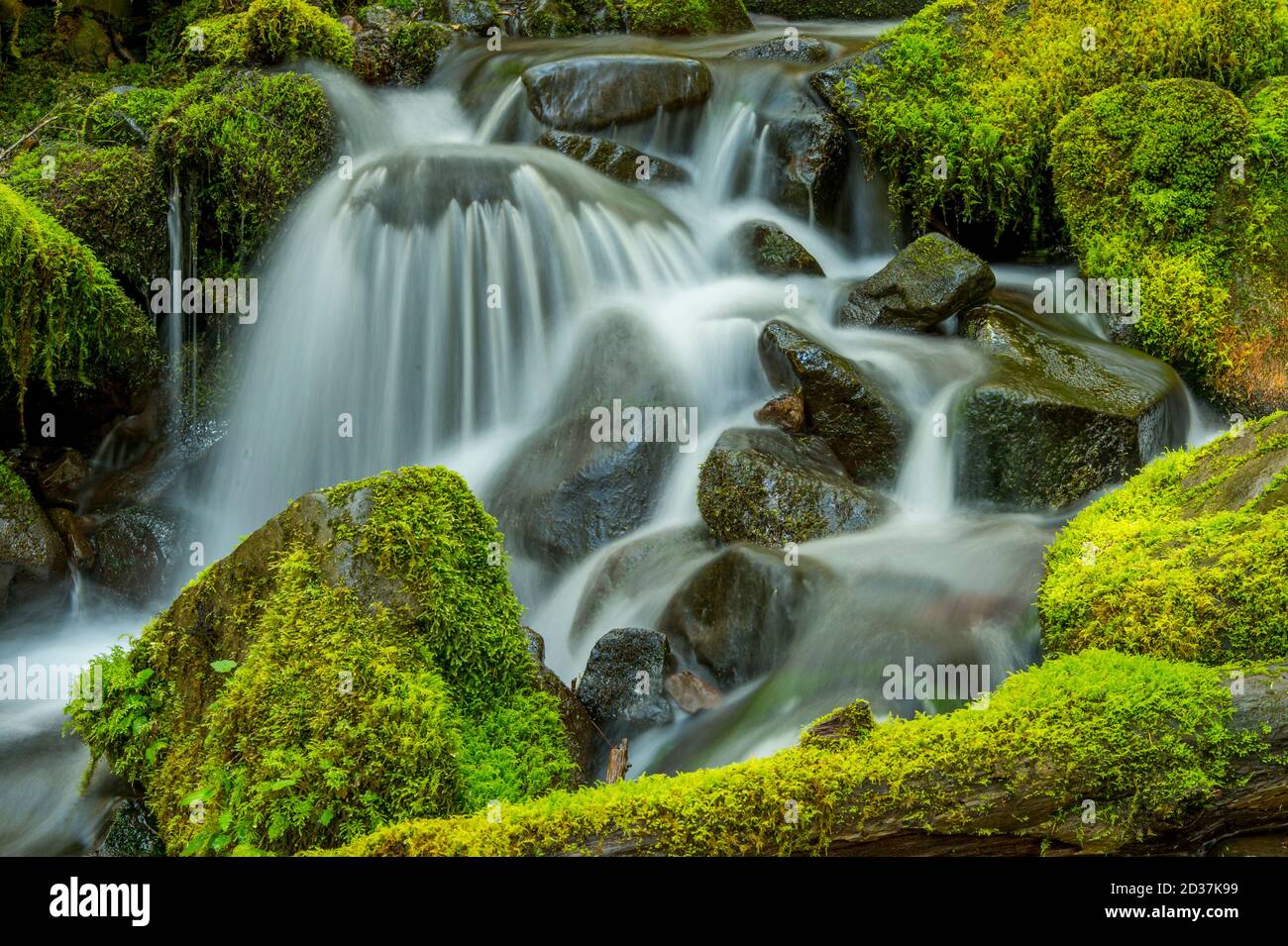 Bach mit moosbedeckten Felsen in der Nähe von Sol Duc Falls auf der Olympic Peninsula im Olympic National Park im Bundesstaat Washington, USA. Stockfoto