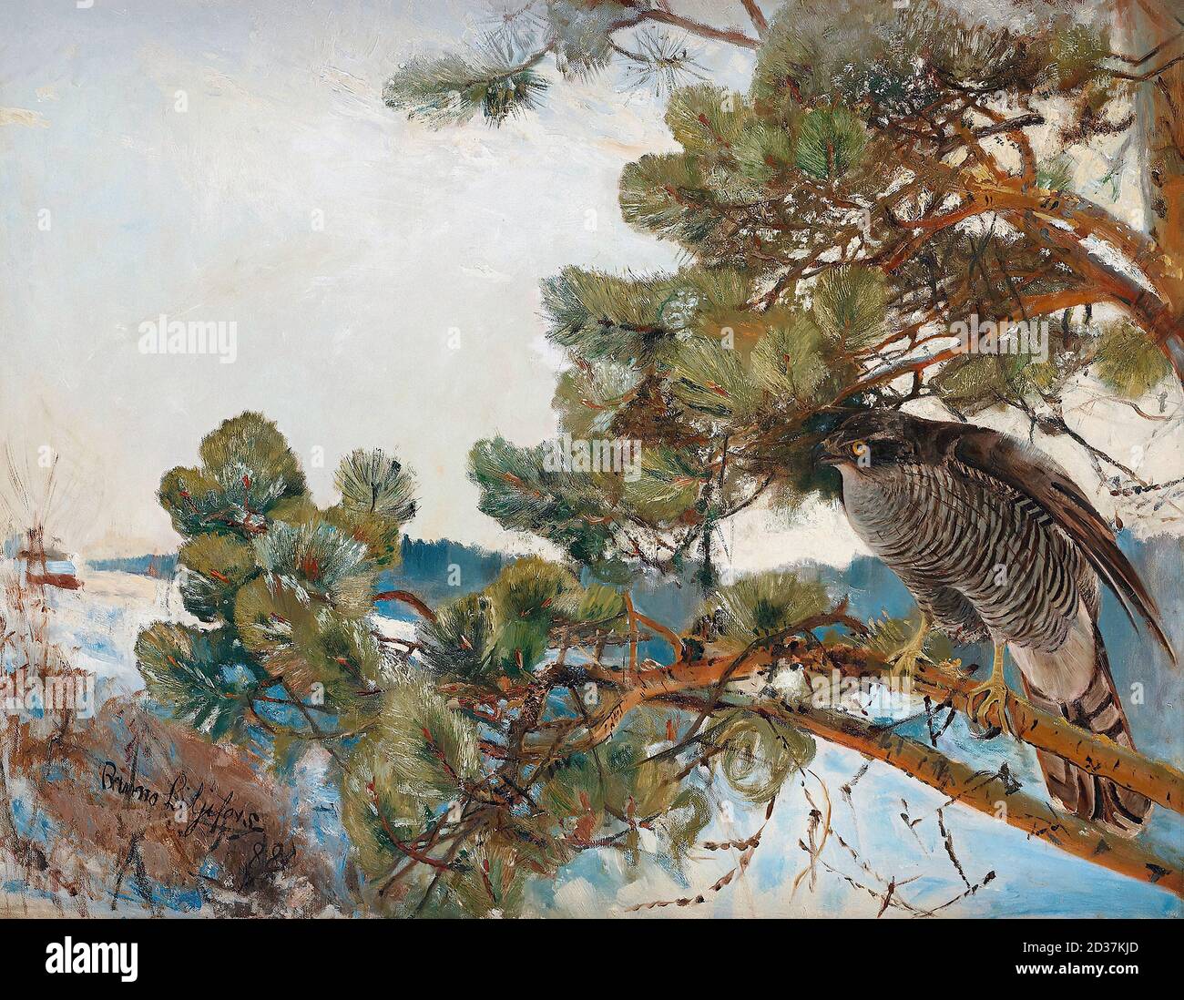 Duvhok Fotos und Bildmaterial in hoher Auflösung Alamy