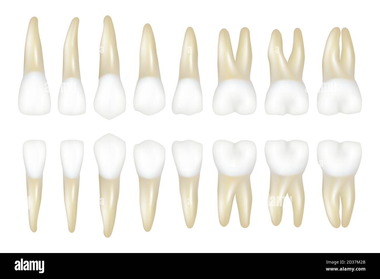 Zahntyp. Stomatologie Arzt Zahnarzt realistische weiße Zahn Vektor-Illustrationen Stock Vektor