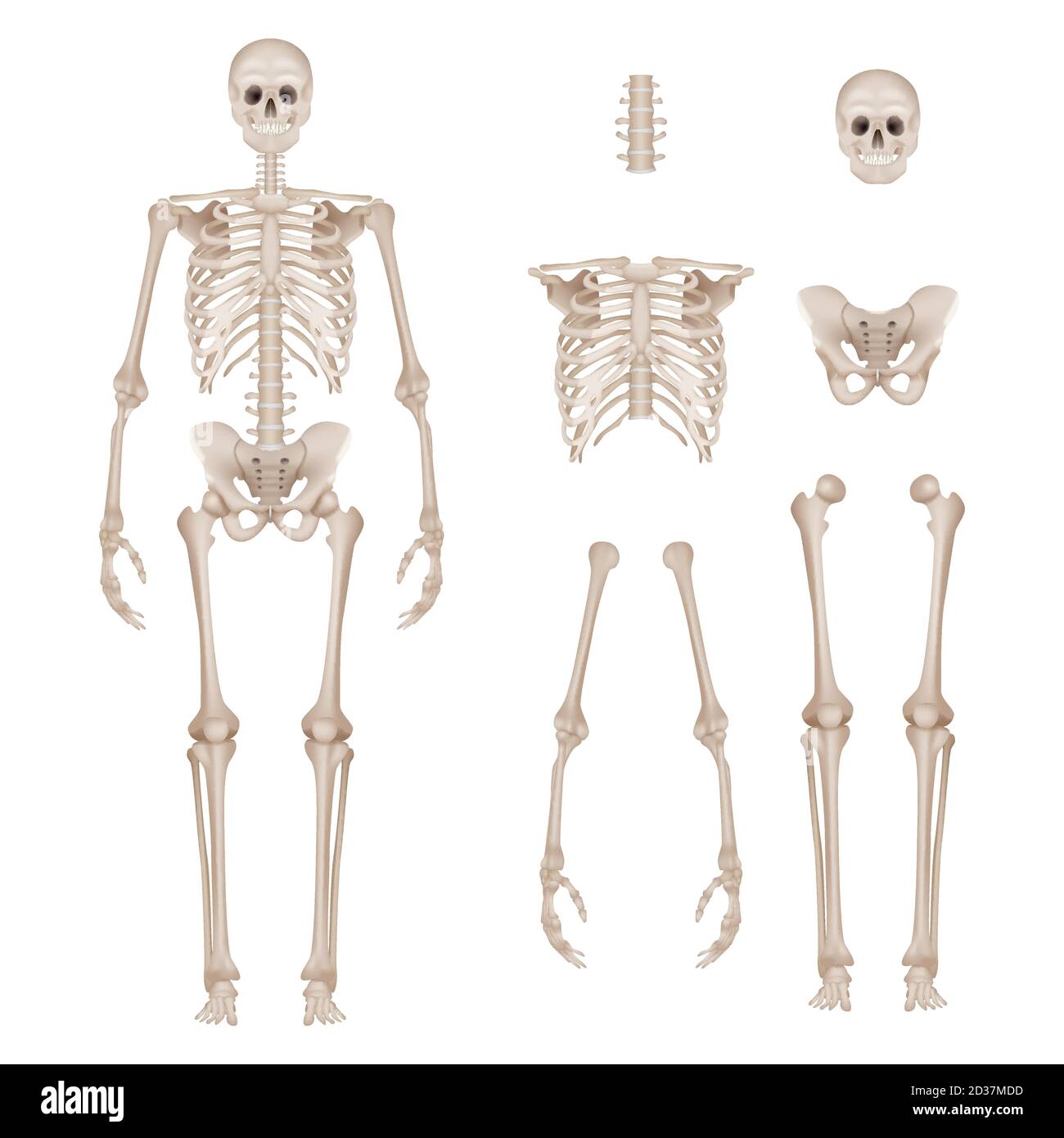Menschliches Skelett. Körperteile Schädel Knochen Hände Fuß Wirbelsäule Anatomie detaillierte realistische Vektor-Illustration Stock Vektor