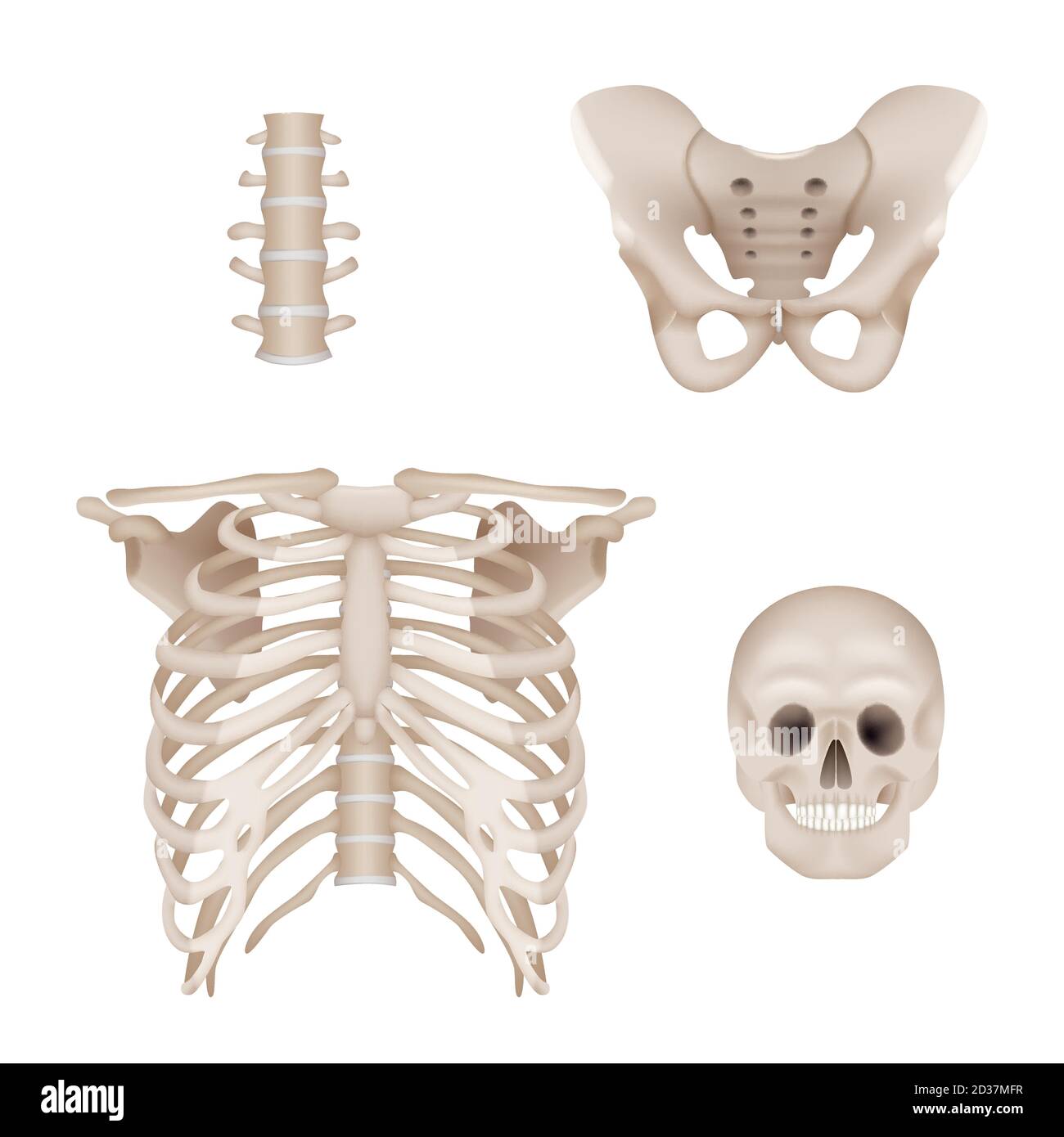 Menschliches Skelett. Schädel und Knochen Anatomie für Ärzte medizinisch realistische Vektorbilder Stock Vektor