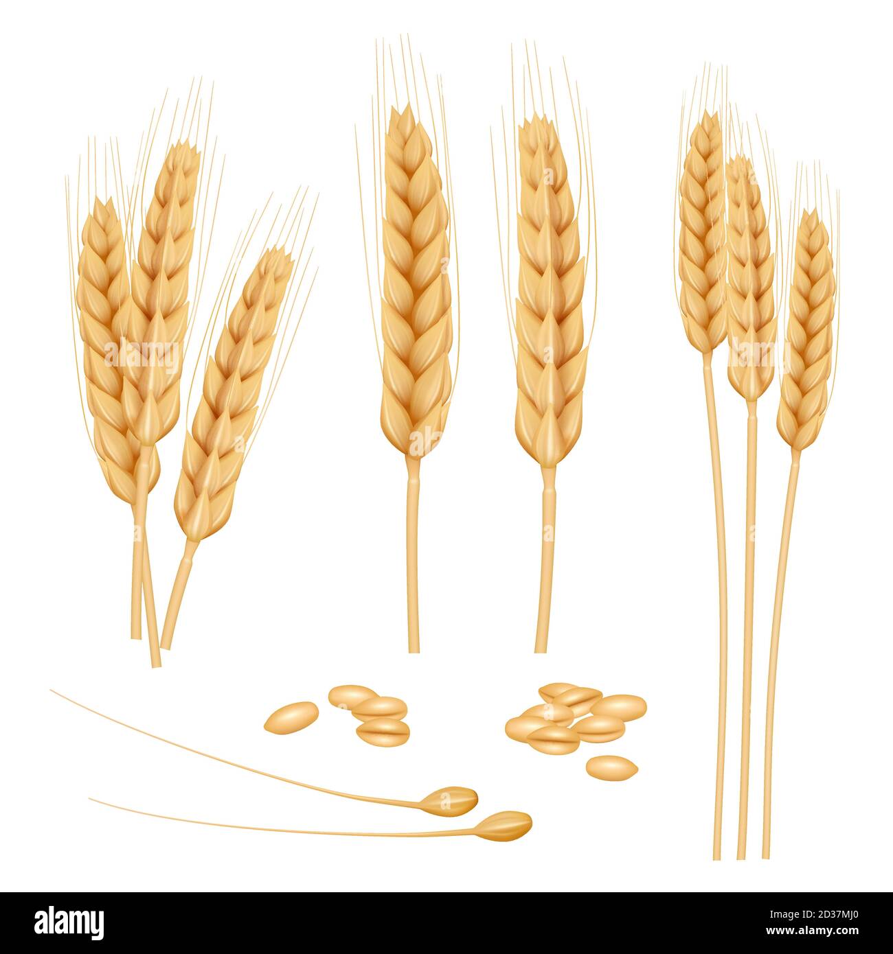 Weizen realistisch. Landwirtschaft gesunde Bio-Lebensmittel goldene Getreide Vektor Weizen Sammlung Stock Vektor