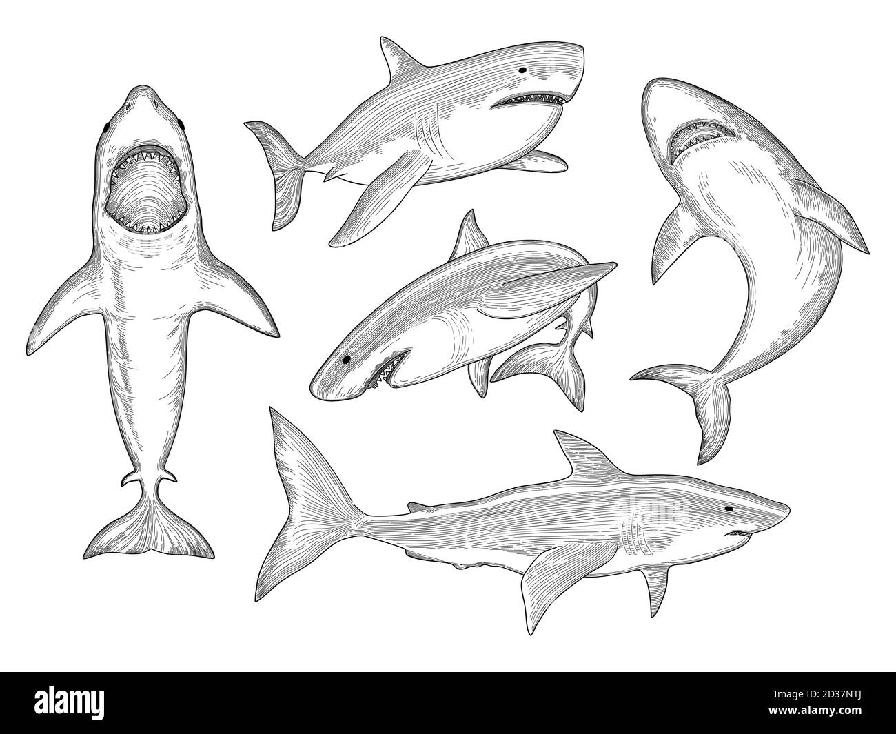 Hai von Hand gezeichnet. Wasser Kreatur fließenden großen Monster Fisch mit Mund Vektor Skizze Sammlung Stock Vektor