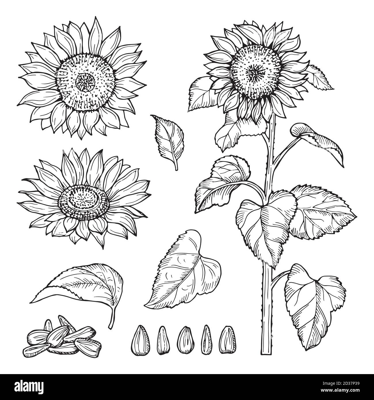 Sonnenblumen-Skizze. Vector Samen, blühende Blumen Sammlung Stock Vektor