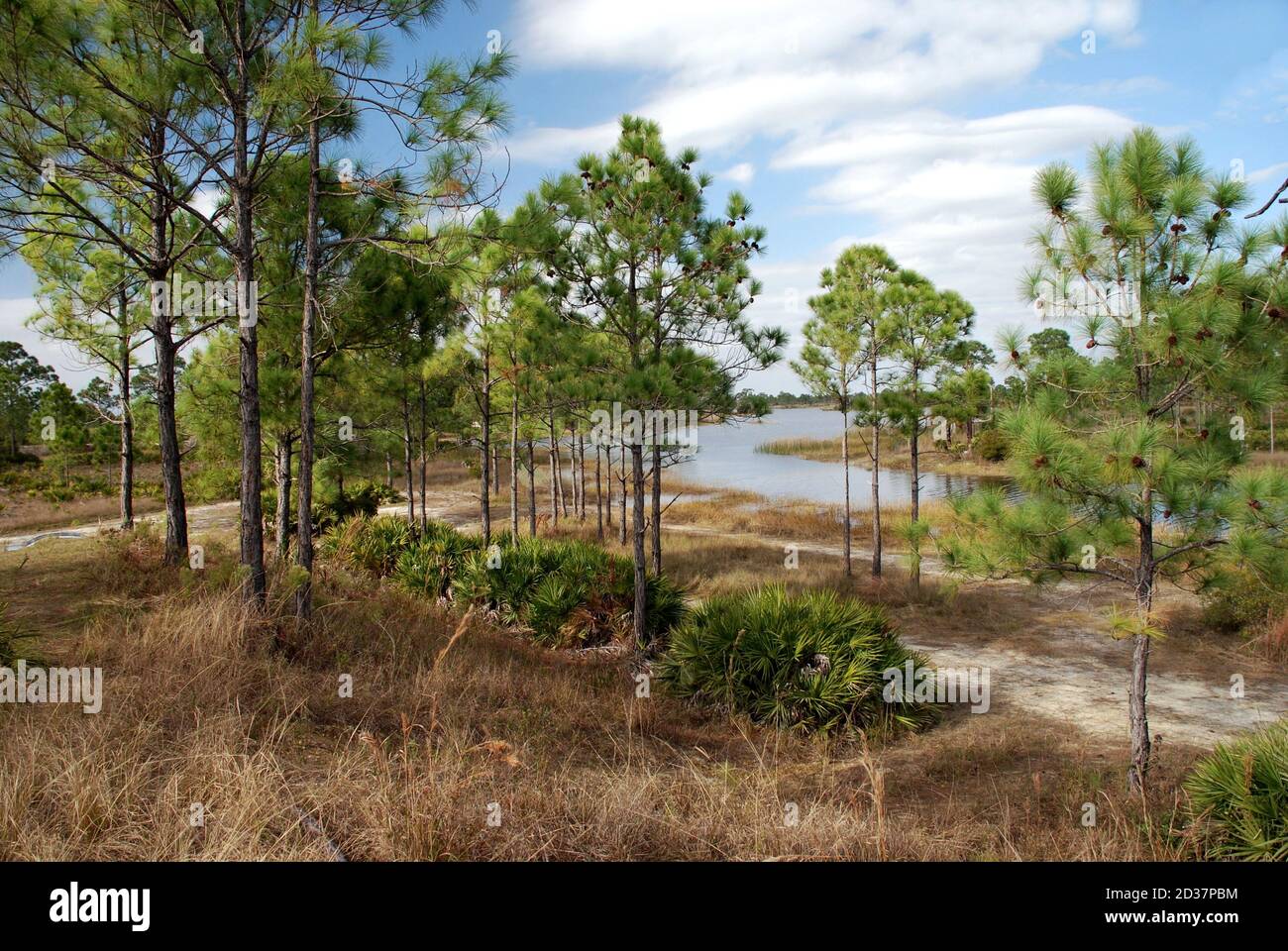 Fred C. Babcock/Cecil M. Webb Wildlife Management Area, Charlotte County, FL, in der Nähe von Punta Gorda; natürliches Florida in der Nähe der Babcock Ranch Gemeinschaft Stockfoto