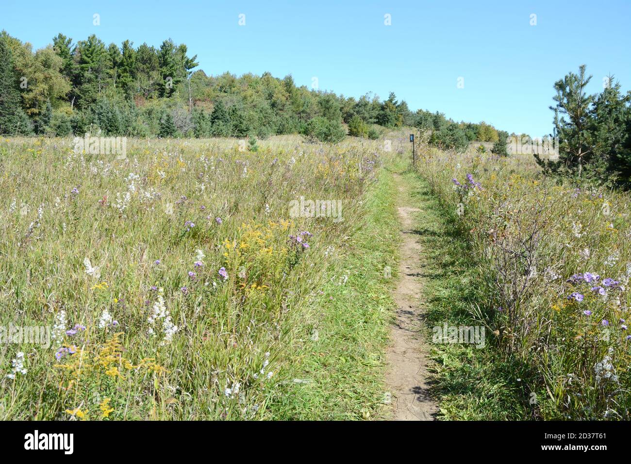 Der Bruce Trail Wanderweg führt durch eine Lichtung und ein Feld von Gras und Wildblumen im Boyne Valley Provincial Park, Ontario, Kanada. Stockfoto