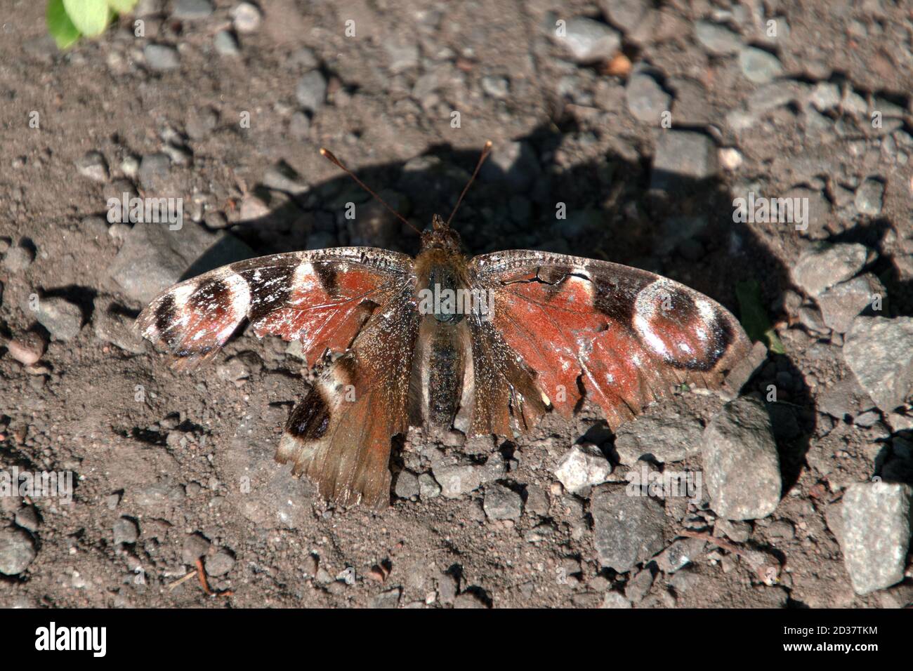 Verletzte Pfauenschmetterling, Inachis (Aglais) IO, auf einem Pfad, Didsbury, Manchester, Großbritannien Stockfoto