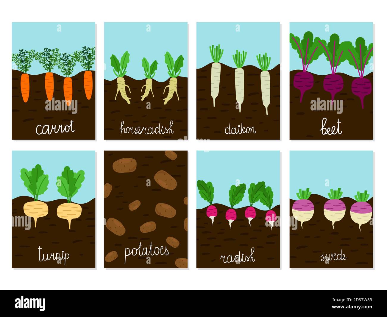 Wurzeln Gemüse Garten wachsenden Vektor von Karten. Illustration von Karotten und Meerrettich, Daikon und Rüben Stock Vektor