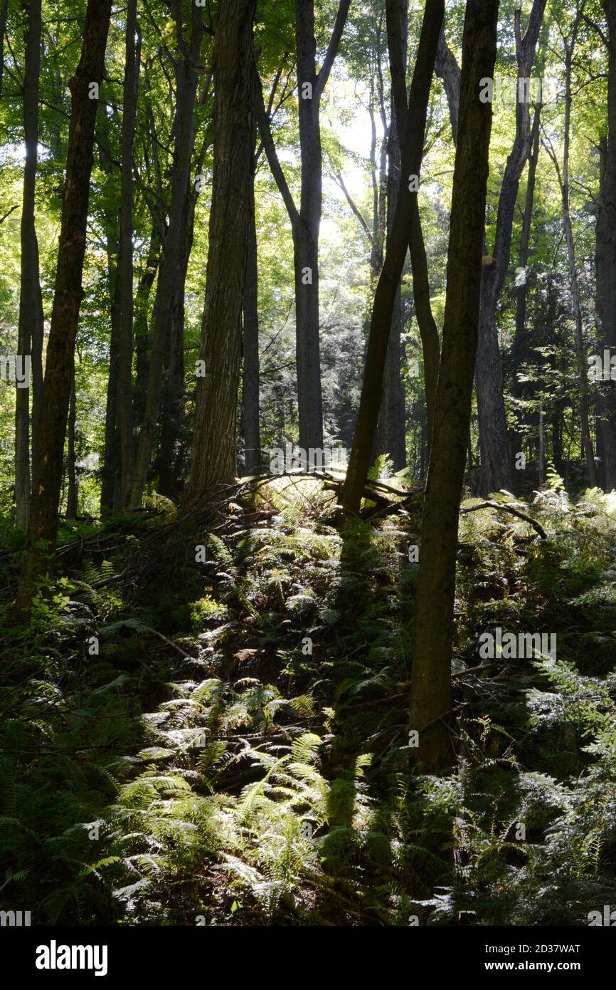 Ein Laubwald und Unterholz von Farnen im Herbst entlang der Bruce Trail Wanderweg im Boyne Valley Provincial Park, im südlichen Ontario, Kanada. Stockfoto
