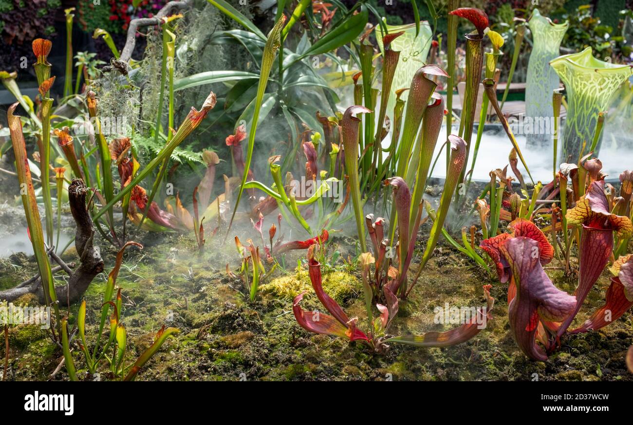 Ausstellung von Kannenpflanzen (sarracenia alata), fleischfressende Pflanzen, die beeindruckende Kannenpflanzen produzieren, die die Insektenbeute fangen, Sydney Botanical Garden Stockfoto