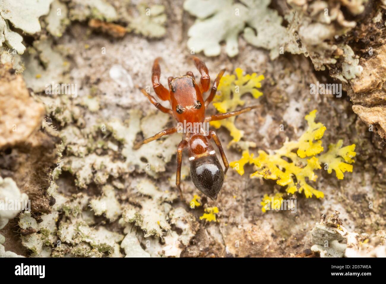 Springende Spinne (Synageles sp.), eine Ameisenimikerin, auf der Seite eines Baumes. Stockfoto