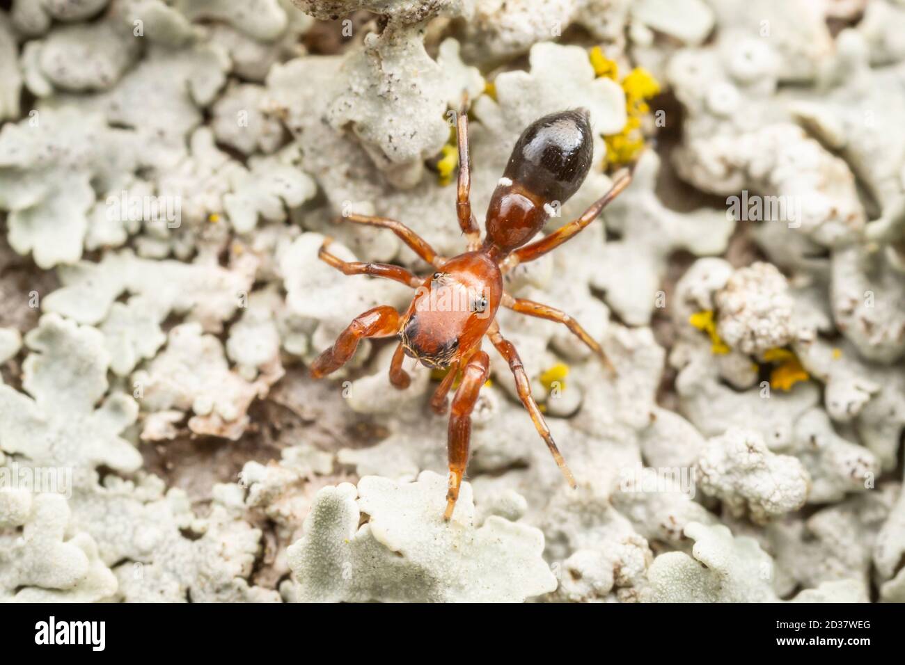 Springende Spinne (Synageles sp.), eine Ameisenimikerin, auf der Seite eines Baumes. Stockfoto