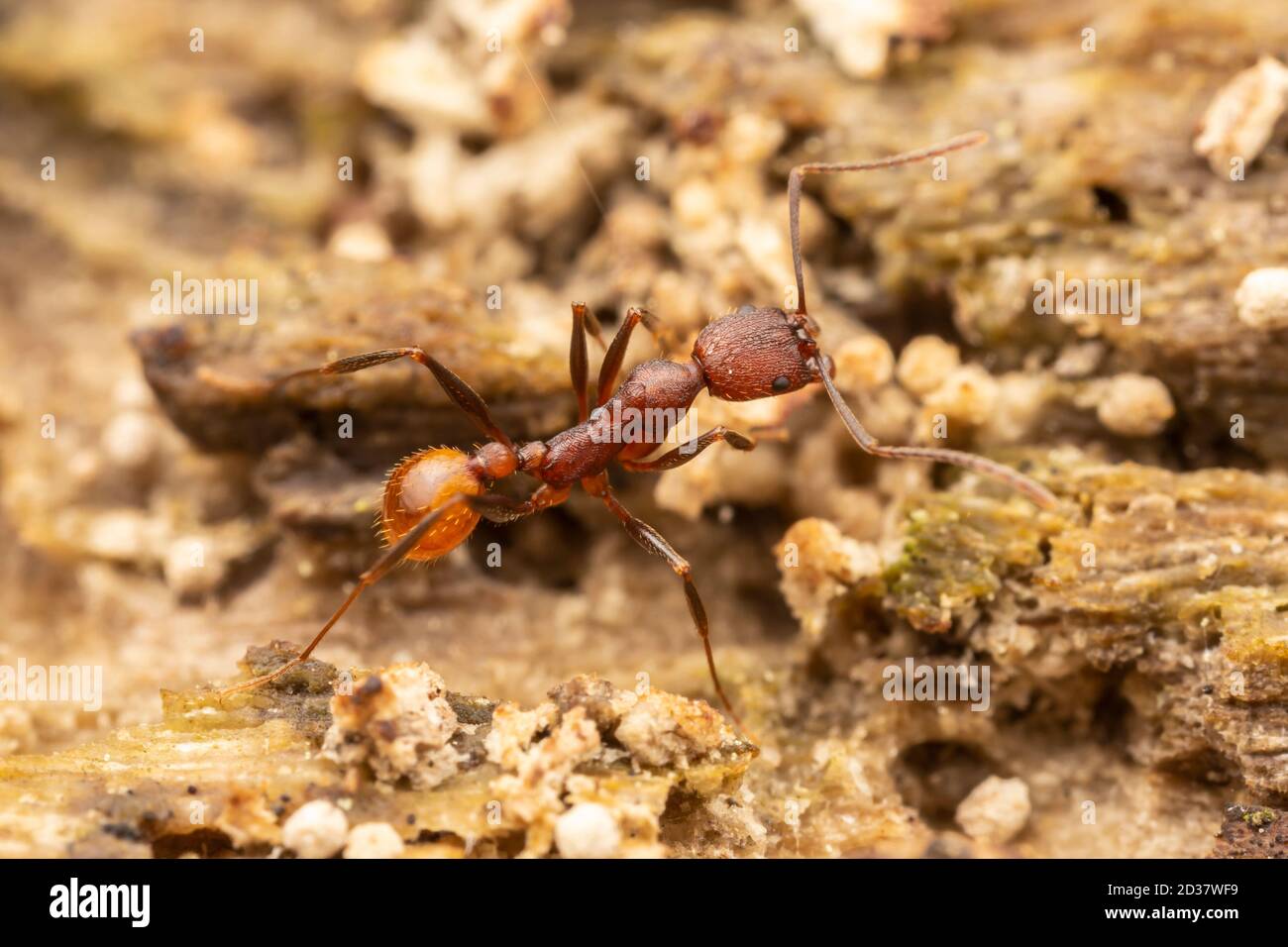 Wirbelsäulenaillierte Ameise (Aphaenogaster lamellidens) Stockfoto