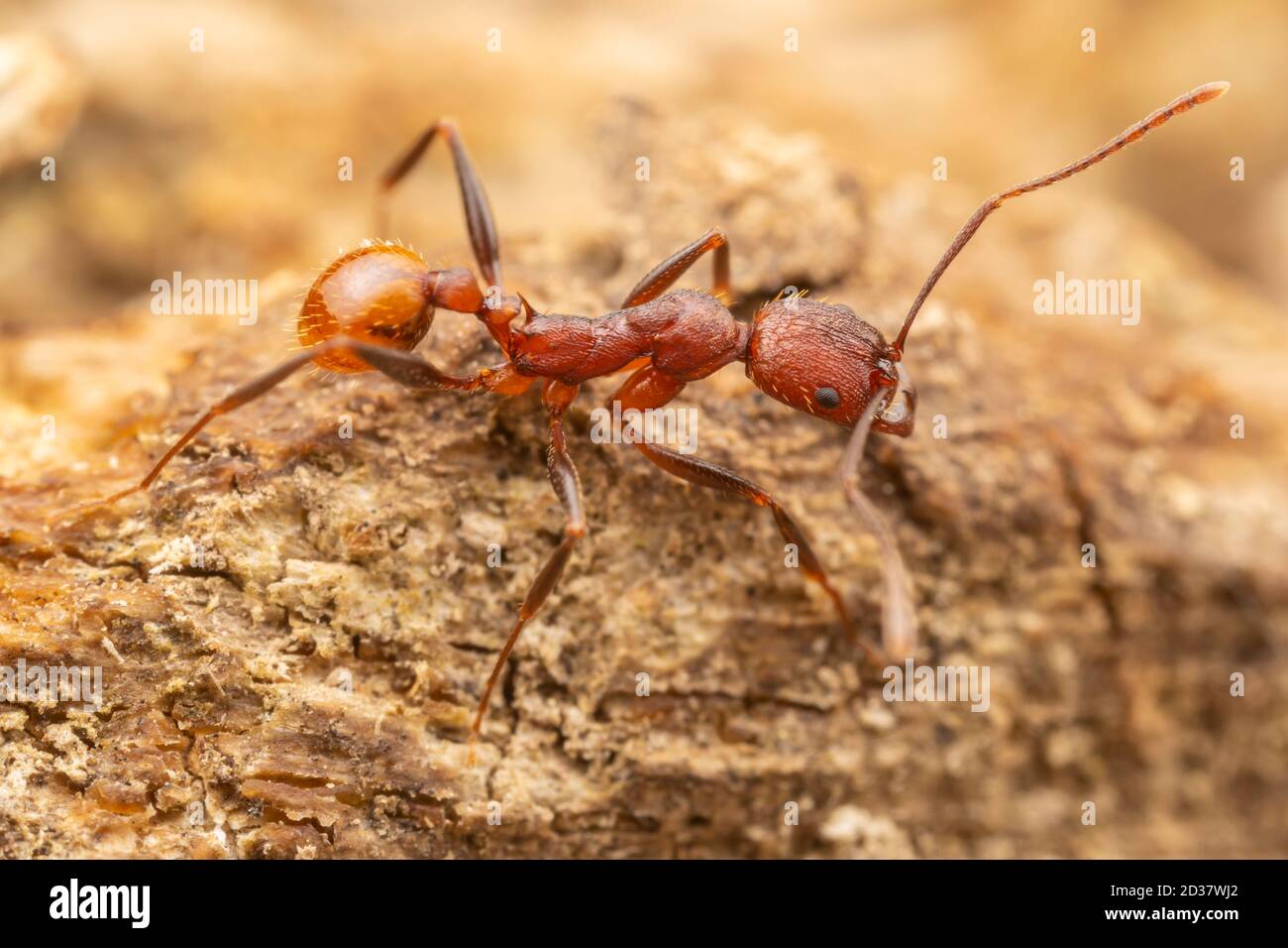 Wirbelsäulenaillierte Ameise (Aphaenogaster lamellidens Stockfotografie
