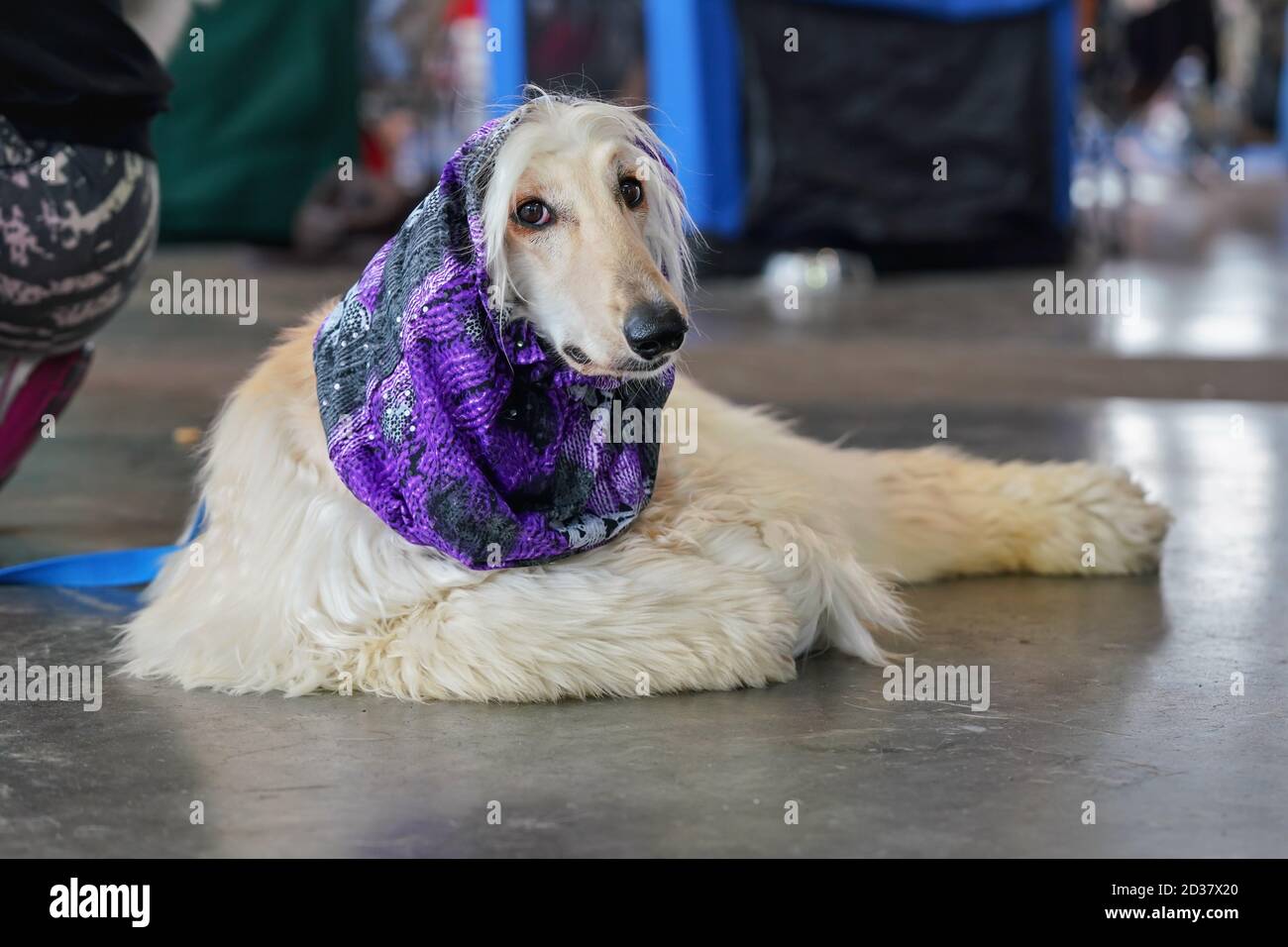 Weißer russischer Barsoi-Hund mit violettem Schal um den Hals, der auf dem Steinboden in der Halle liegt und auf den Wettbewerb der Hundeausstellung wartet Stockfoto