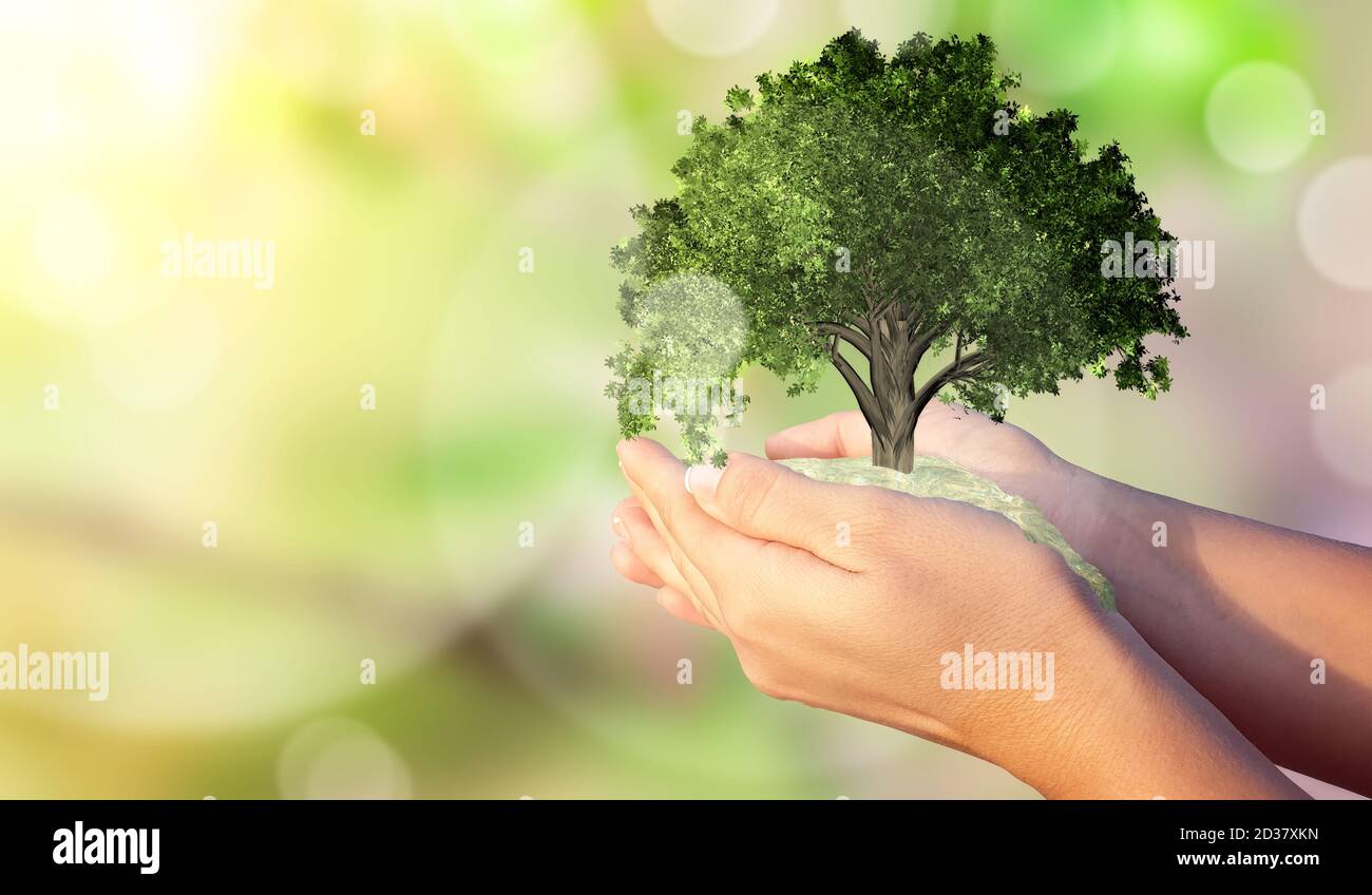 Die Hände einer Frau halten einen Miniaturbaum. Ökologische Biodiversität im Ökosystemkonzept. Hintergrund als Konzept der Energieeffizienz. Die Kraft von gr Stockfoto