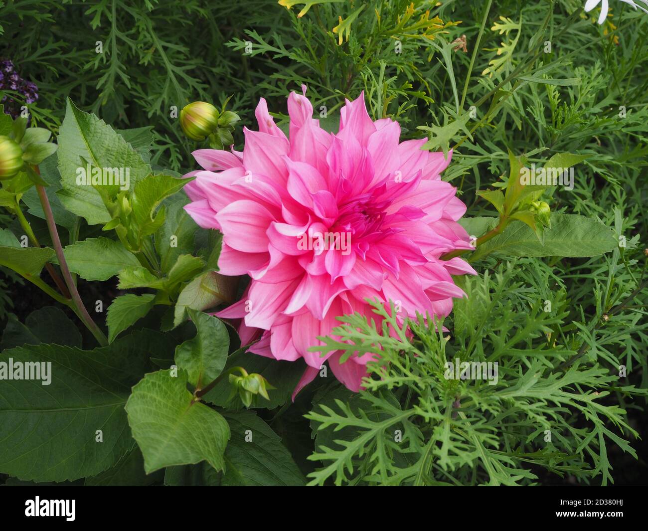 Chenies Manor Garten im September. Detail einer schönen rosa Dahlia 'Cafe au Lait Rose' blühen unter Laub. Stockfoto