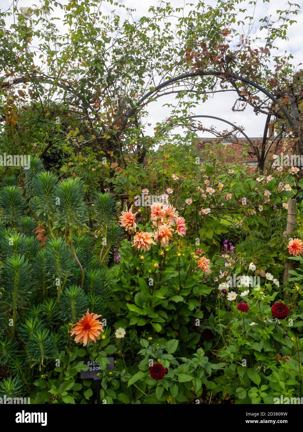 Chenies Manor Gärten im September. Kletterrose auf den Bögen mit Anemone Japonica, Dahlia 'Labyrinth' und Dahlia 'Babylon Brons', weiße Gänseblümchen. Stockfoto