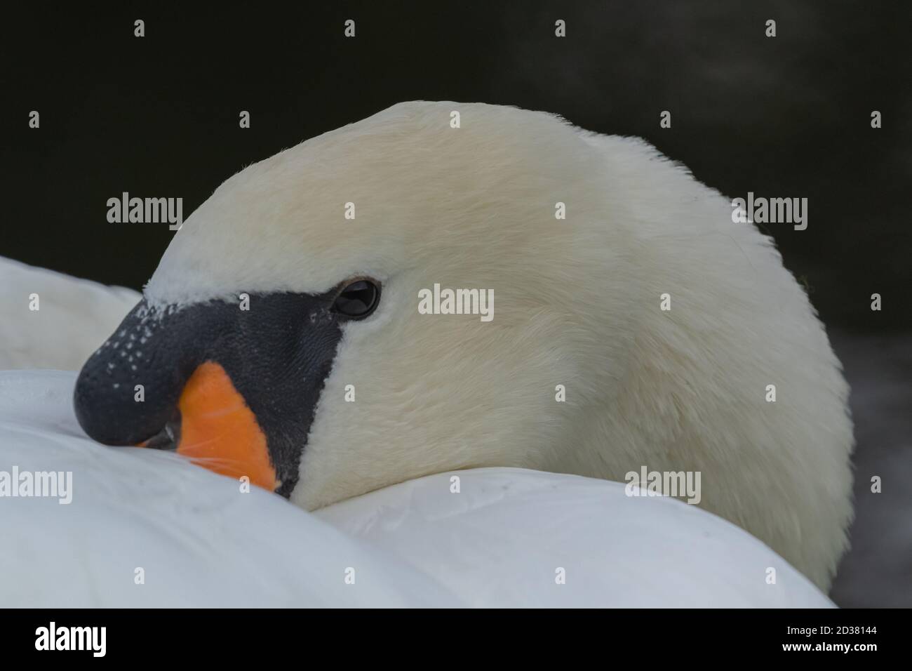 Stumm Schwanenkopf aus der Nähe. Stockfoto