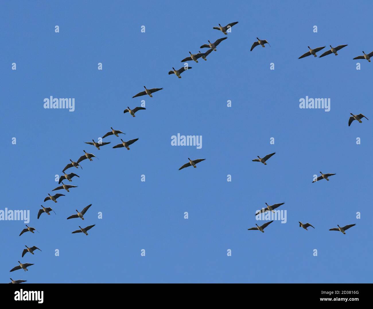 Ein Schwarm rosa-footed Gänse im Fliegen in einer "V" Formation. Stockfoto