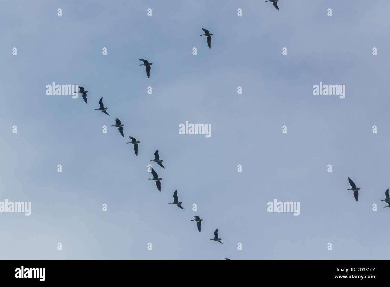 Ein Schwarm rosa-footed Gänse im Fliegen in einer "V" Formation. Stockfoto