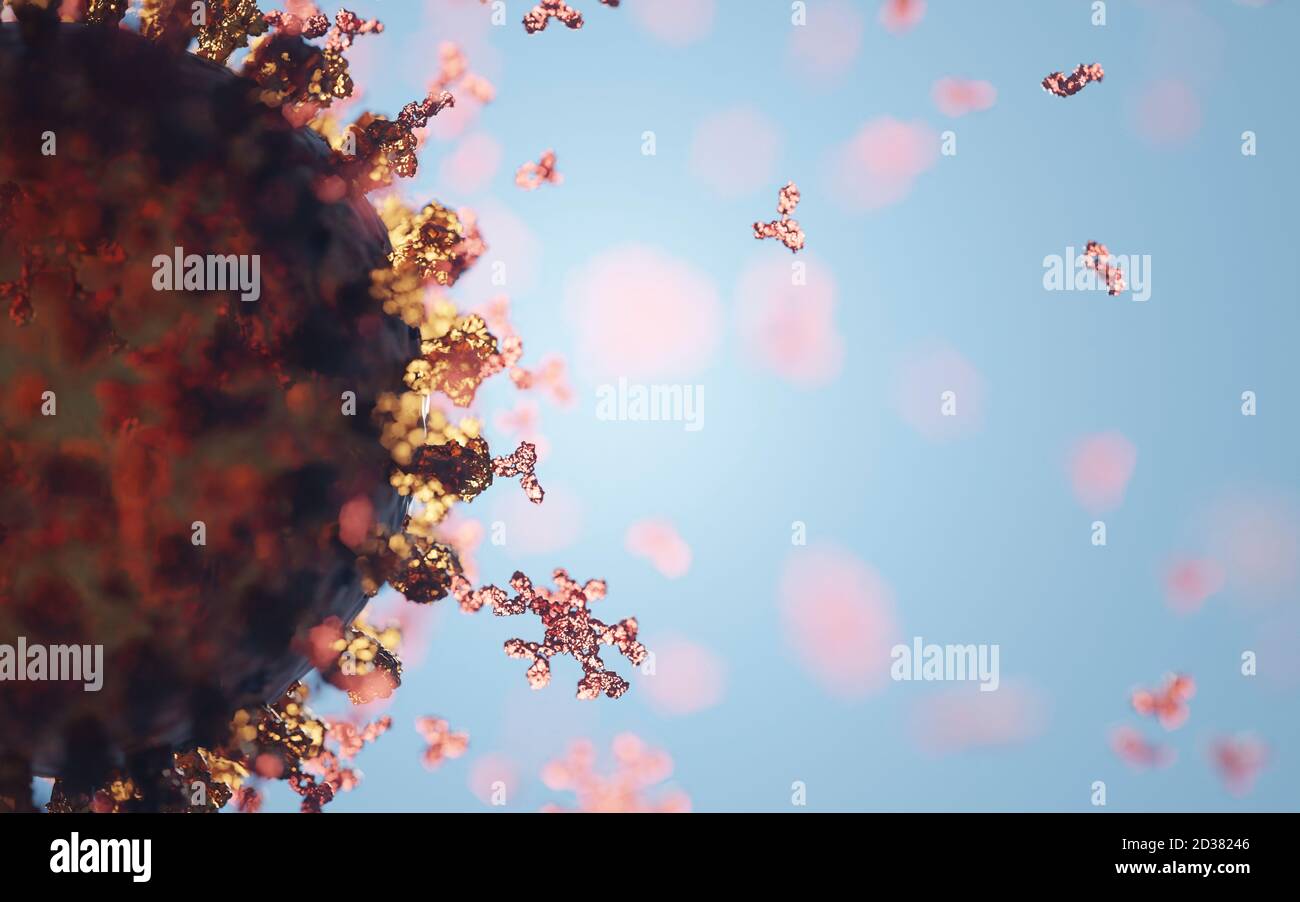 Humane Antikörper (IgG und IgM), die ein Corona-Virus angreifen (SARS-CoV-2, Covid 19). Ein genaues Modell auf Basis wissenschaftlicher Strukturdaten aus dem HVE. Stockfoto