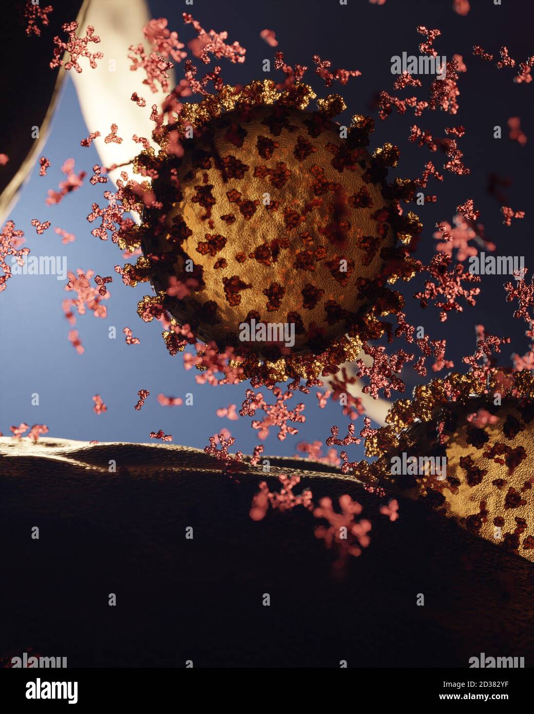 Corona-Virus (Covid 19) infiziert eine Zelle. Anitibodies sind vorhanden. Ein genaues Modell, das auf wissenschaftlichen Strukturdaten der Protein-Datenbank basiert. Stockfoto