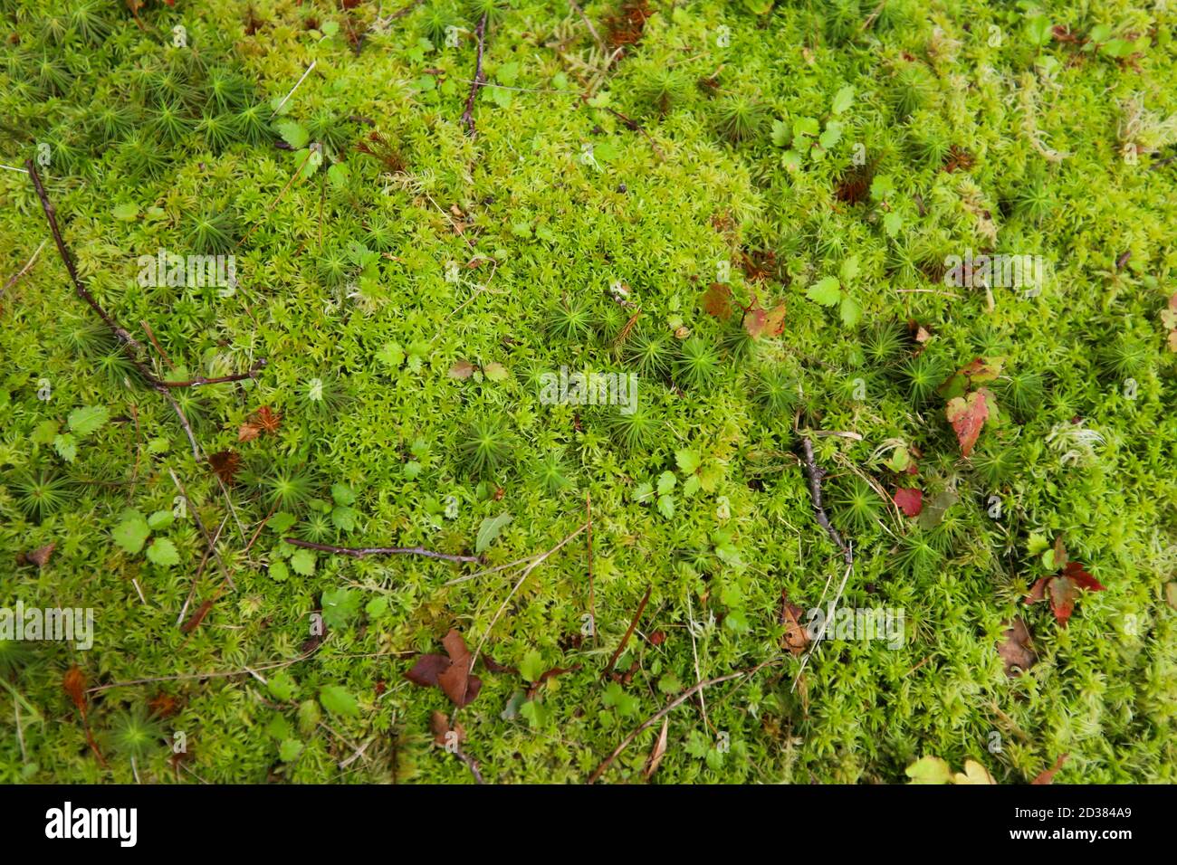 Sternmoos, Tortula ruralis Textur mit Blättern und Ästen Stockfoto