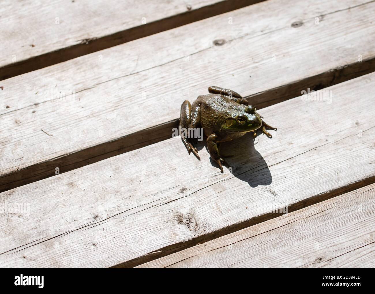 Nahaufnahme eines Frosches, der auf einem Holzdock in der Sonne sitzt. Stockfoto