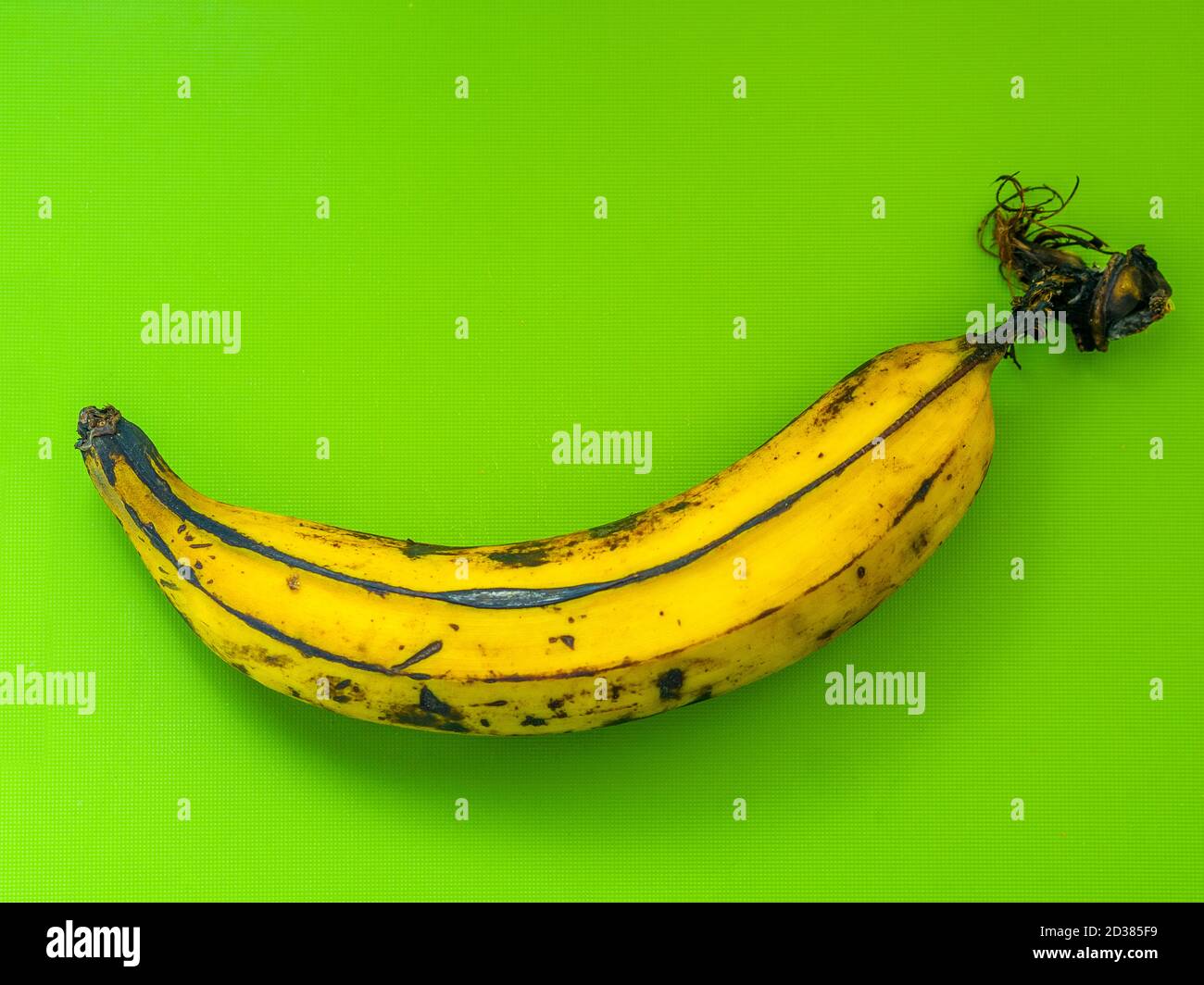 Einzelne überreife Banane mit grünem Hintergrund. Gelbe Dominikanische Kochbanane Stockfoto