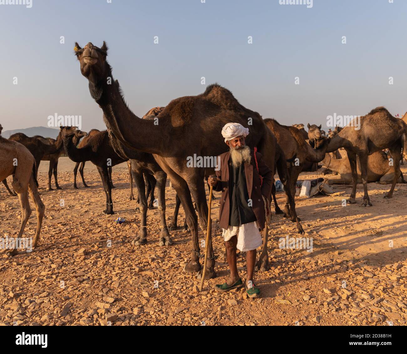 Kamelhändler mit ihren Kamelen am Pushkar Kamelfestival in pushkar, Rajasthan, Indien am 19. November 2018 Stockfoto
