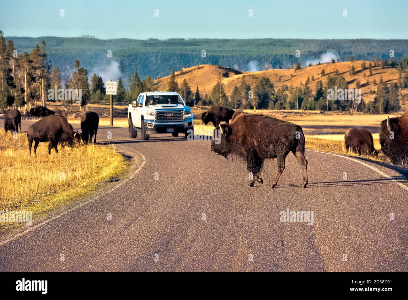 Bison überquert die Straße im Hayden Valley, Yellowstone National Park, Wyoming, USA Stockfoto