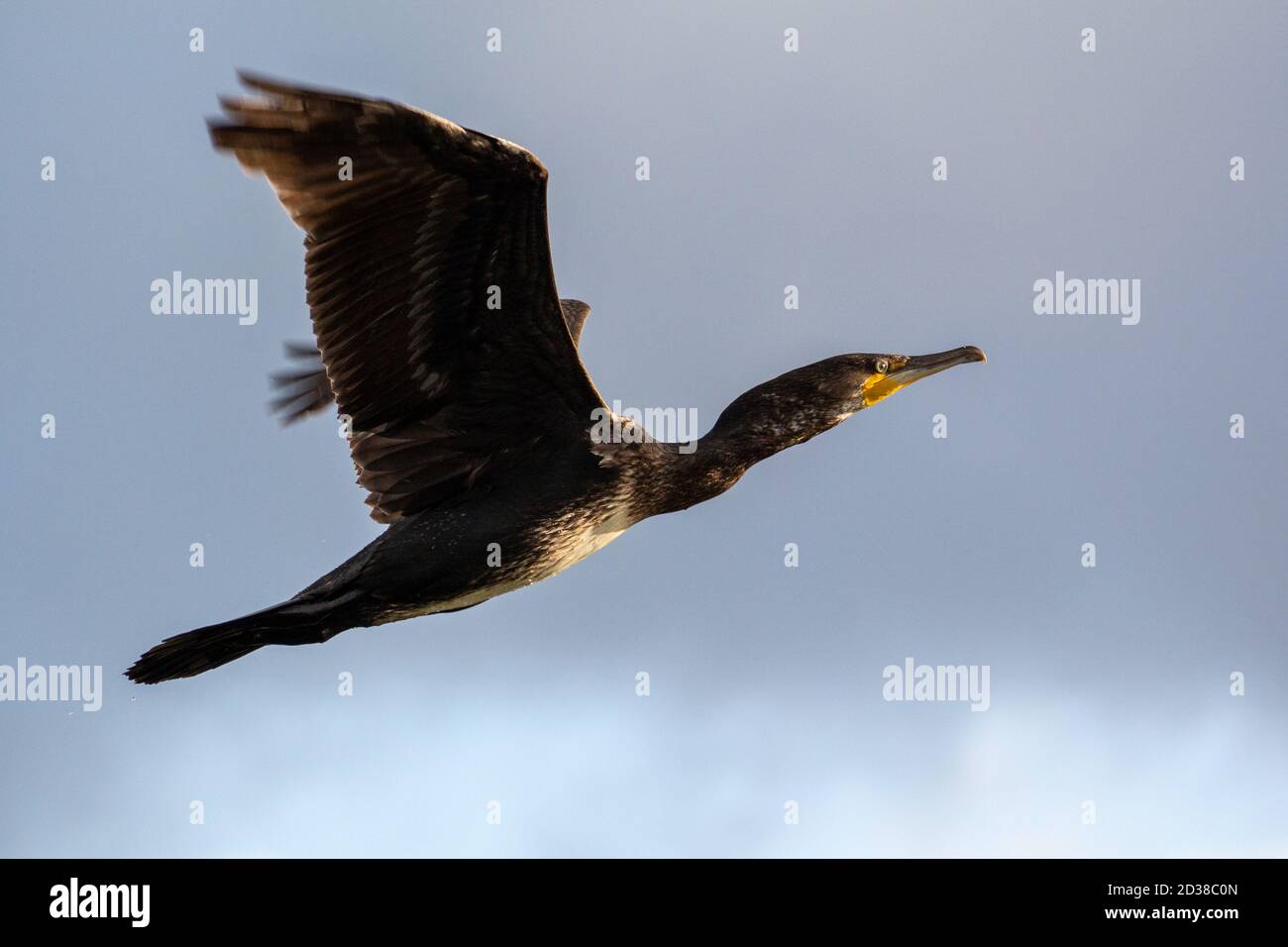 Seitenansicht von Cormorant im Flug - Frontlit durch Sonnenlicht Stockfoto