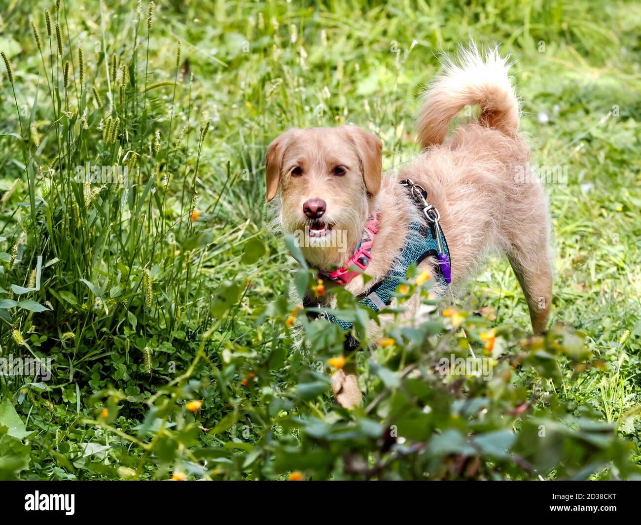 Mini Labradoodle Hund steht im Gras, eine Mischung aus Spielzeug Pudel und gelbes Labor. Welpe, Haustier, Tier. Stockfoto