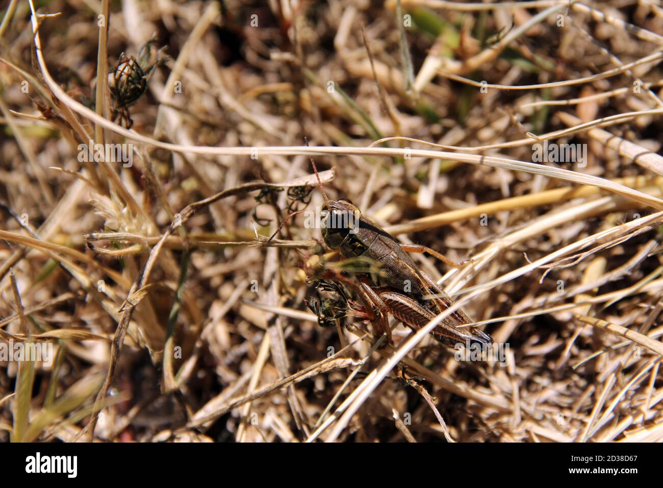 Natur in mexiko Stockfoto