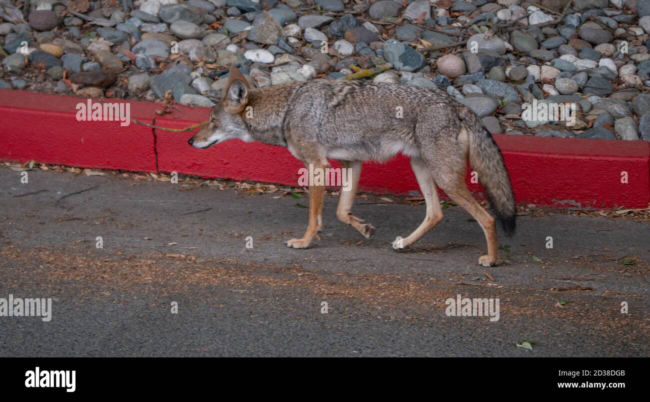 Coyote (Canis latrans) wandert in gepflasterter urbaner Umgebung umher Stockfoto