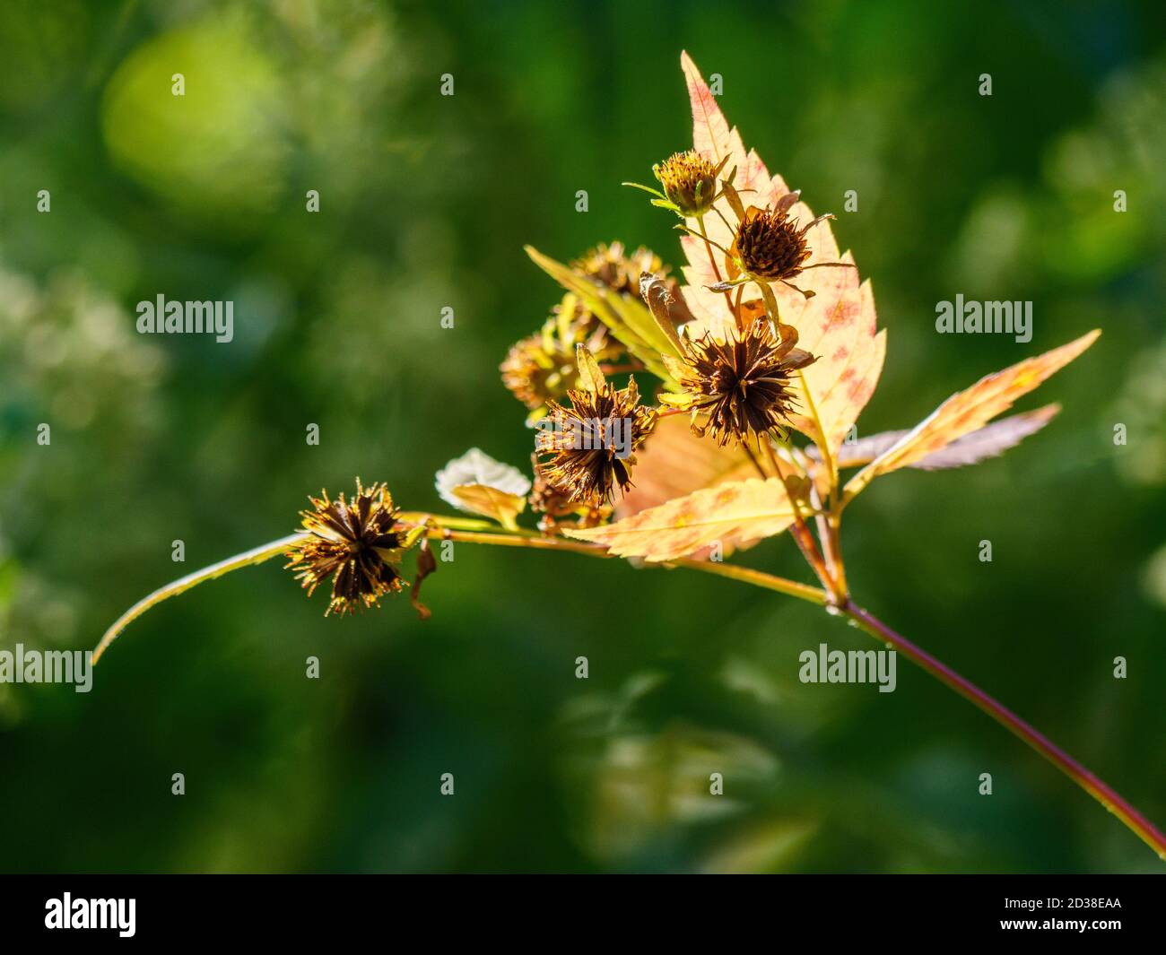 Tickseed Sonnenblume oder beggartick. Samen kleben auf Fell und Kleidung mit gespenkelten Stacheln. Stockfoto