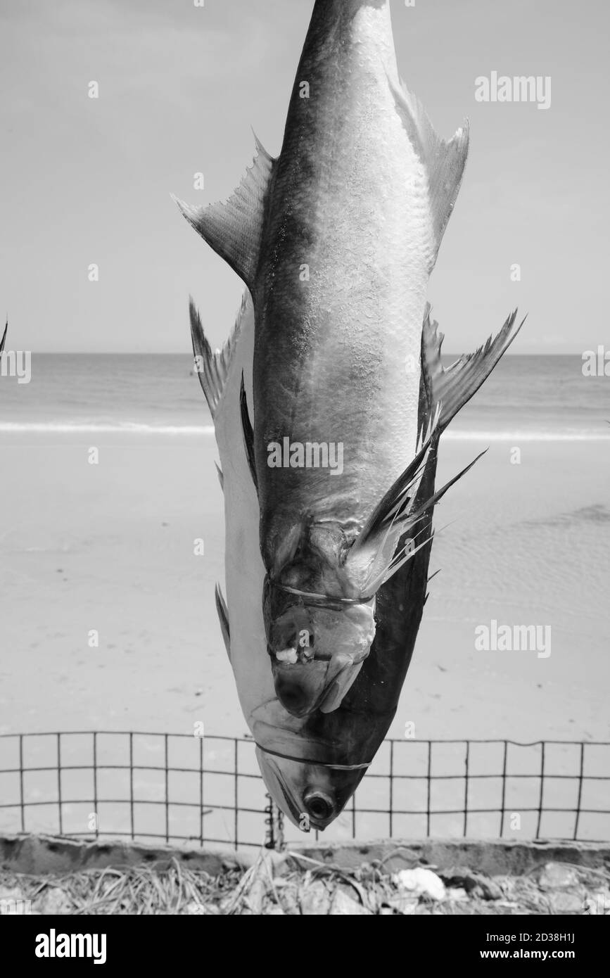 Nahaufnahme von frisch gefangenen Fischen gefesselt und aufgehängt Zum Trocknen für die Erhaltung in der Nähe der Küste des Strandes Stockfoto