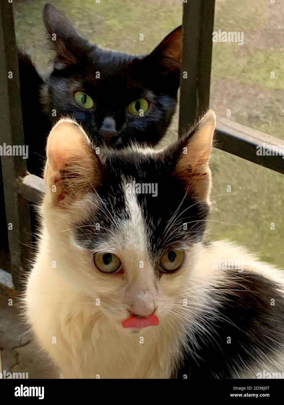 Zwei lustige obdachlose Katzen, schwarze Katzenmutter mit grünen Augen und kleine weiße graue Kätzchen ragten aus seiner Zunge. Stockfoto
