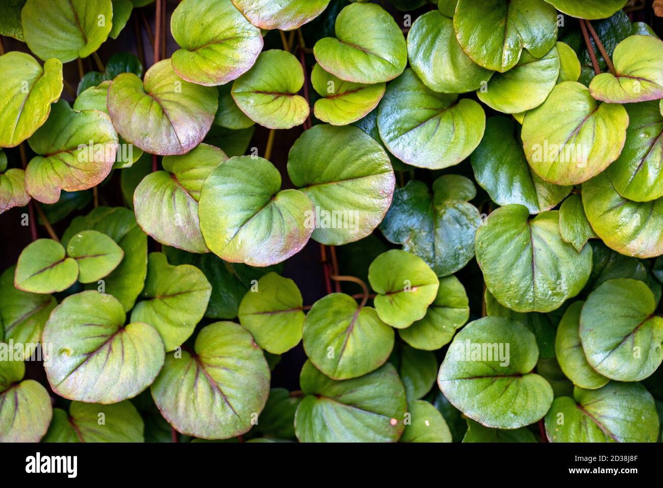 Dichter grüner Blattmuster Hintergrund - Asheville, North Carolina, USA Stockfoto