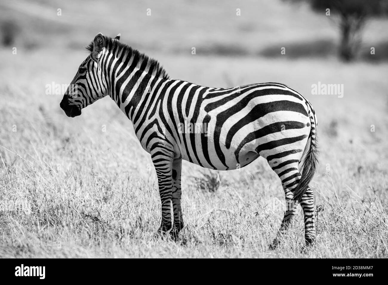 Zebras (Equus quagga) in Kenia, Afrika Stockfoto