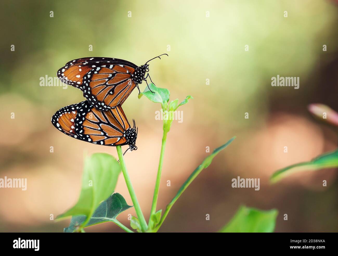 Paar Schmetterlinge der Königin (Danaus gilippus) Paarung und Aufhängen auf einem Blatt im Herbst Stockfoto
